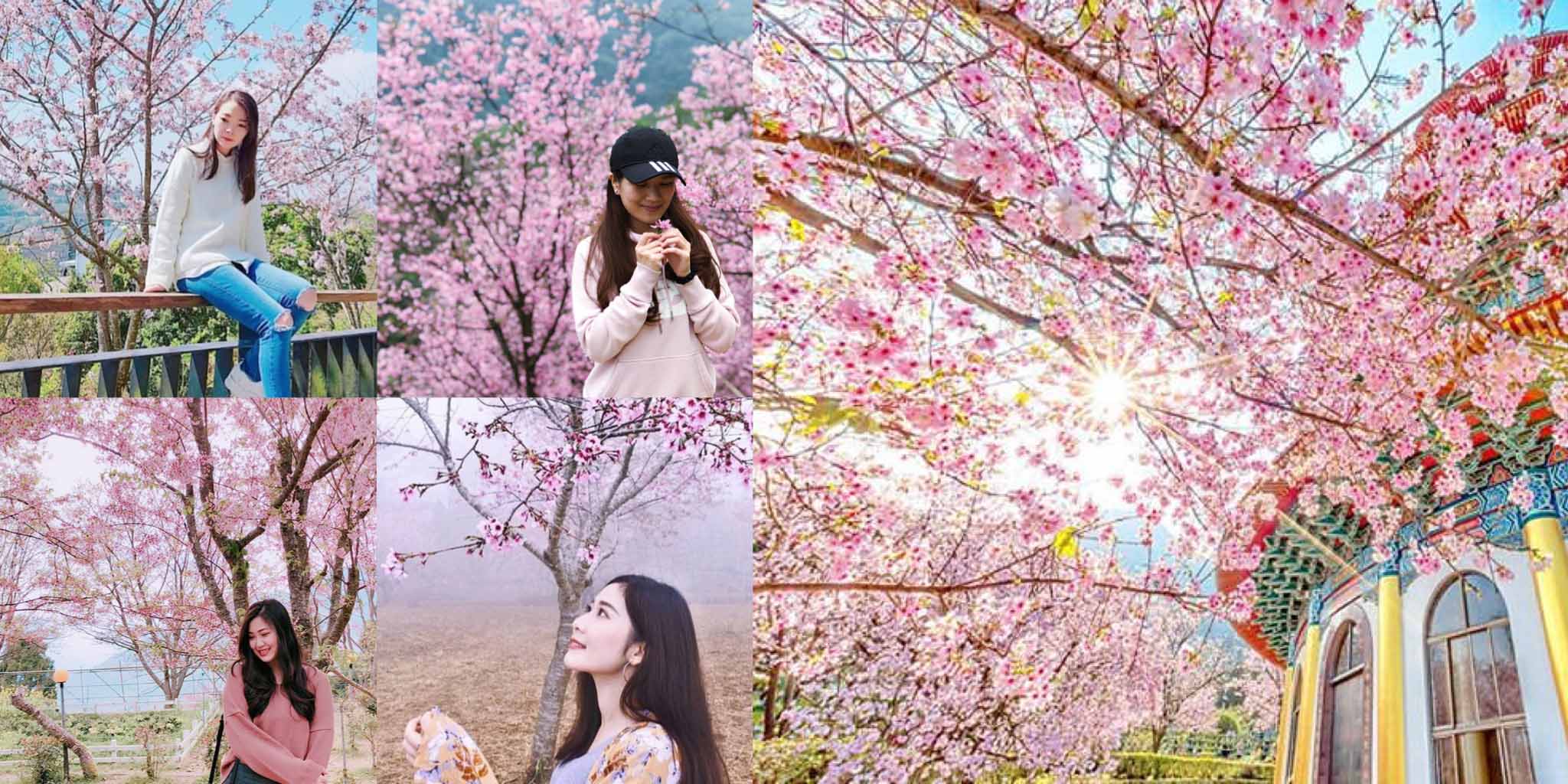 全台賞櫻10大景點懶人包總整理 – 連假花季攻略指南